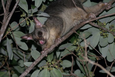 Bush Oasis Caravan Park - Accommodation Resorts 6