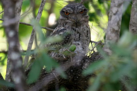 Bush Oasis Caravan Park - Accommodation Resorts 7