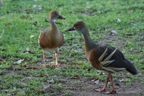 Bush Oasis Caravan Park - Accommodation Resorts 8