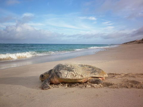 Gnaraloo Station - Accommodation Resorts 9