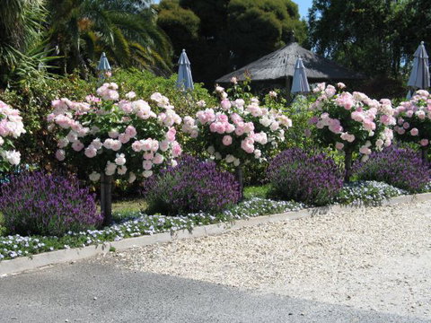 Golden Chain Wine Village Motor Inn - Accommodation Resorts 4