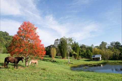 Nimbin Waterfall Retreat - Accommodation Resorts 1
