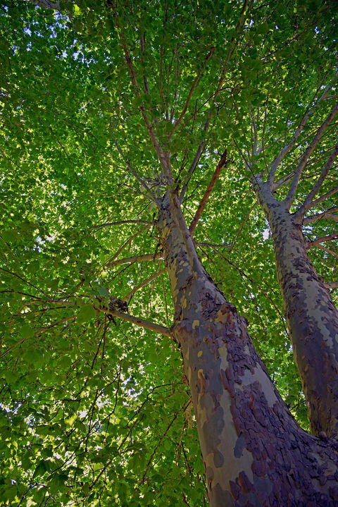 Ardern's Caravan Park Myrtleford - Accommodation Resorts 2