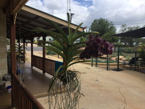 Curtain Fig Motel Yungaburra - Accommodation Resorts 2