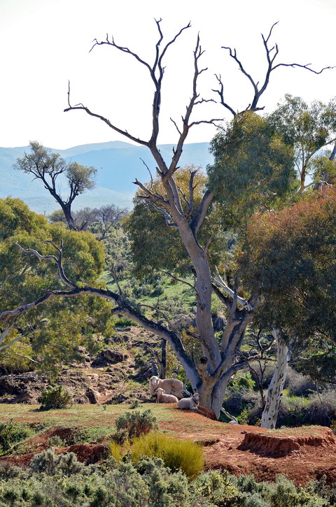 Almerta Station - Accommodation Resorts 2