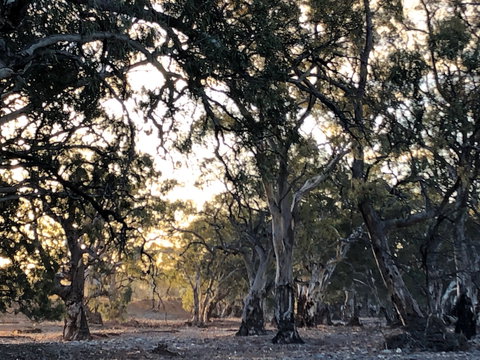 Almerta Station - Accommodation Resorts 6