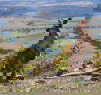 Eaglereach Wilderness Resort - Accommodation Resorts