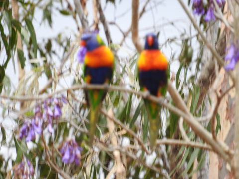 Twilight Grove Farm Bed And Breakfast - Accommodation Resorts 0