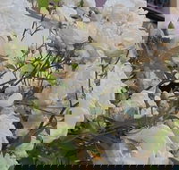 Old Post Office Guesthouse Carcoar - Accommodation Resorts