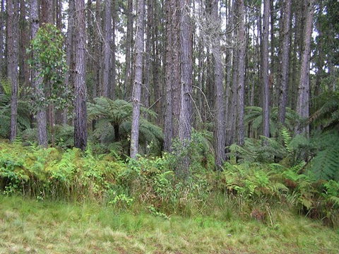 Daisy Plains Huts - Accommodation Resorts 1