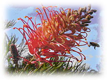 Mimosa Hill Wildflower Farm Cottages - Accommodation Resorts 1
