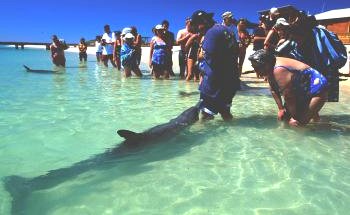 Shark Bay Caravan Park - Accommodation Resorts 1