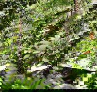 Daintree Ecolodge - Accommodation Resorts