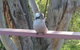 Kookaburra Dreaming - thumb 0