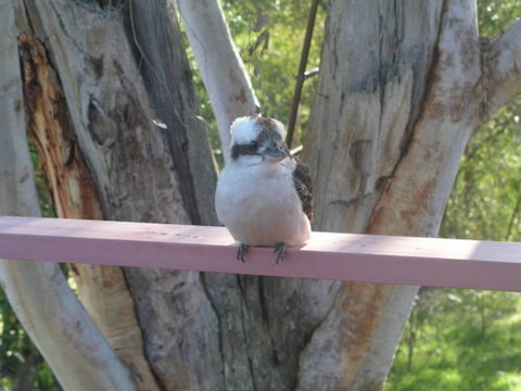 Kookaburra Dreaming - Accommodation Resorts 0