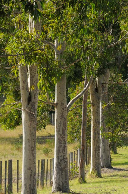 Sarsfield VIC Accommodation Resorts