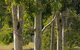 Stringybark Cottages - thumb 0