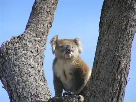 Ocean Grange VIC Accommodation Resorts