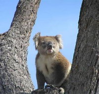 Resthaven Caravan Park - Accommodation Resorts