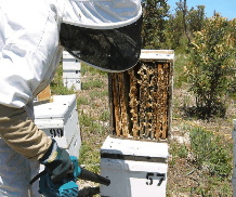 The House of Honey - Accommodation Resorts