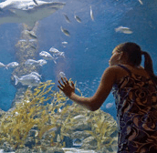 The Aquarium of Western Australia - Accommodation Resorts