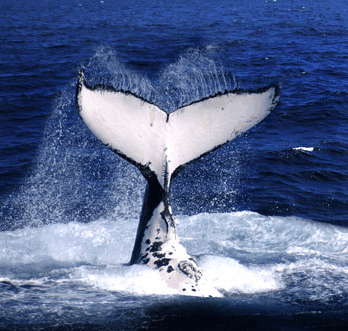 Brisbane Whale Watching - Accommodation Resorts