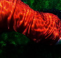 Dark Horse Experiment - Accommodation Resorts