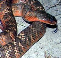 Armadale Reptile  Wildlife Centre - Accommodation Resorts