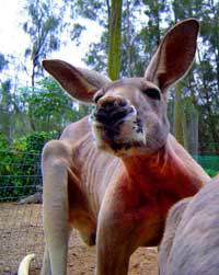 Birdland Animal Park - Accommodation Resorts 3