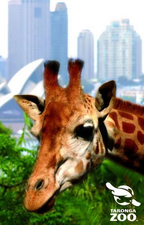 Taronga Zoo - Accommodation Resorts 3