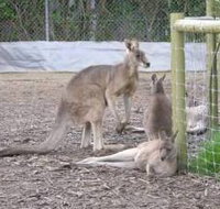 Jirrahlinga Koala  Wildlife Sanctuary - Accommodation Resorts