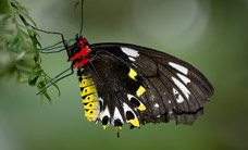 Melbourne Zoo - Accommodation Resorts 2