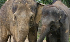 Melbourne Zoo - Accommodation Resorts 3