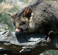 Moonlit Sanctuary Wildlife Conservation Park - Accommodation Resorts