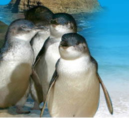 Phillip Island Penguin Parade - Accommodation Resorts 0