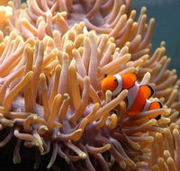 Reef HQ Great Barrier Reef Aquarium - Accommodation Resorts