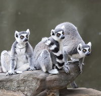 Adelaide Zoo - Accommodation Resorts