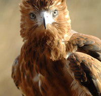 Alice Springs Desert Park - Accommodation Resorts