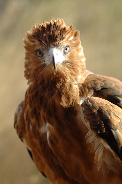 Alice Springs Desert Park - Accommodation Resorts 0