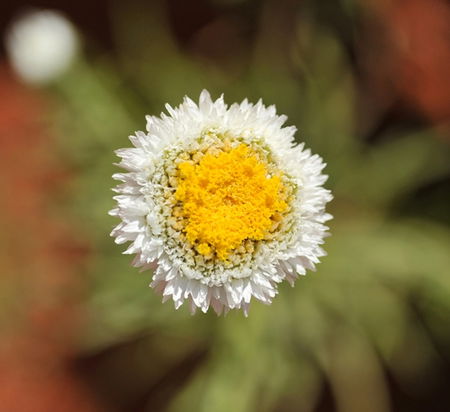 Alice Springs Desert Park - Accommodation Resorts 1