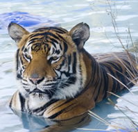 Zoo Doo Wildlife Park - Accommodation Resorts