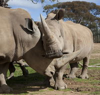 Monarto Zoo - Accommodation Resorts