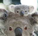 Billabong Koala and Wildlife Park - Accommodation Resorts