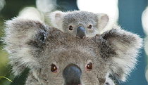 Billabong Koala And Wildlife Park - Accommodation Resorts 0