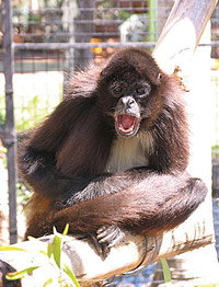 Billabong Koala And Wildlife Park - Accommodation Resorts 1