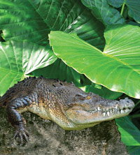 Billabong Koala And Wildlife Park - Accommodation Resorts 2