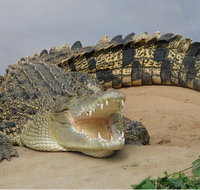 Dundee's Wildlife Park - Accommodation Resorts