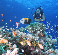 Drop Zone Dive Site - Accommodation Resorts