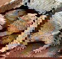 Alice Springs Reptile Centre - Accommodation Resorts