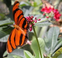Butterfly Farm - Accommodation Resorts